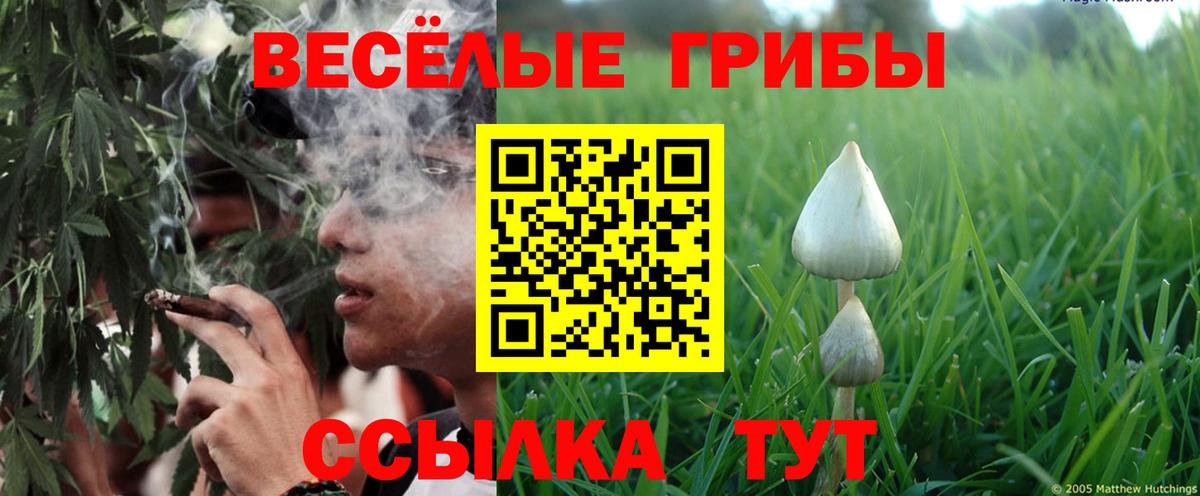 Галлюциногенные грибы Psilocybe Кандалакша
